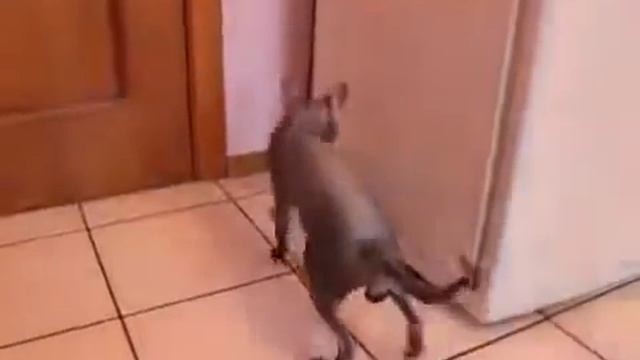 ГОВОРЯЩИЙ КОТ!!! 'Как дела' 'Нормаально!' смотреть онлайн