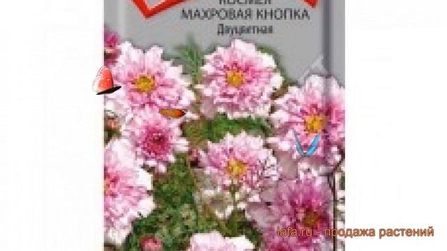 Космея махровая Кнопка Двуцветная ? обзор: как сажать, семена космеи Кнопка Двуцветная смотреть онлайн