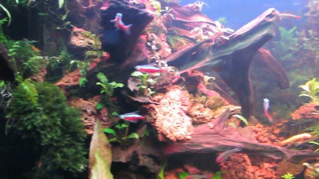 Редизайн аквариума, Буцефаландры, Мхи, завершаю работы. смотреть онлайн