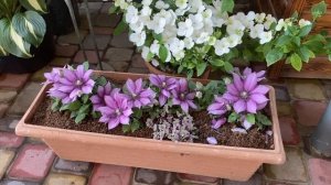 КАРЛИКОВЫЕ КЛЕМАТИСЫ.   ВЫРАЩИВАНИЕ . УХОД.  РАЗМНОЖЕНИЕ.  ЗИМОВКА.