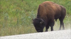 Звук бизона (зубра), мычание бизона (зубра) | Sound buffalo (bison), bellowing buffalo (bison)