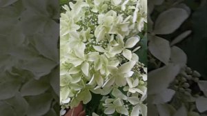 Гортензия метельчатая Дентель де Горрон 2023.