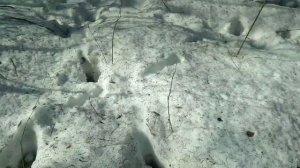 Нашёл рога собираем урожай!!!шесть рогов за один день,поиск рогов лося,оленя