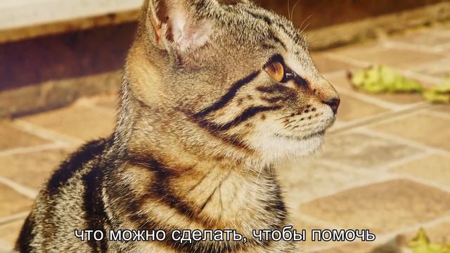 Что делать, если кошка прячет котят от хозяев? смотреть онлайн
