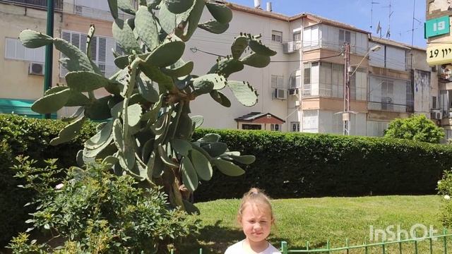 #Кактусы ??, #алоэ , #молочаи - #суккуленты !! смотреть онлайн