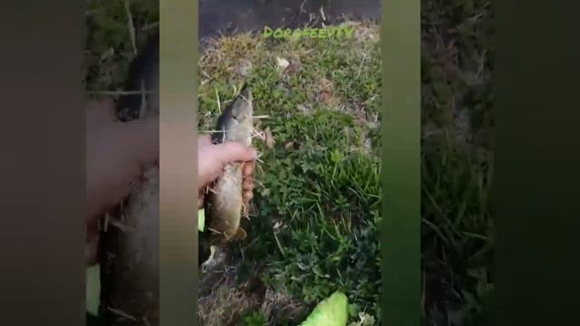Ловим щуку и окуня в Подмосковье смотреть онлайн