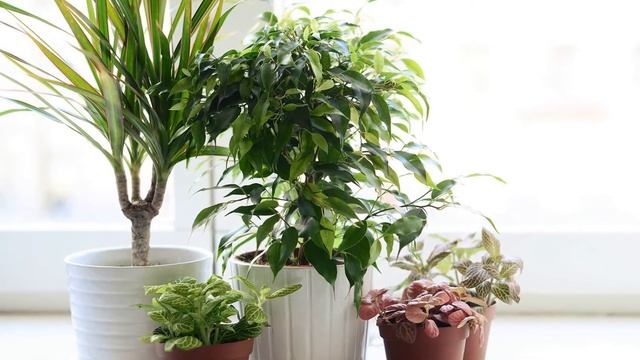 Лечебные комнатные растения смотреть онлайн