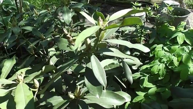 2014г Цветение рододендронов в Подмосковье. смотреть онлайн