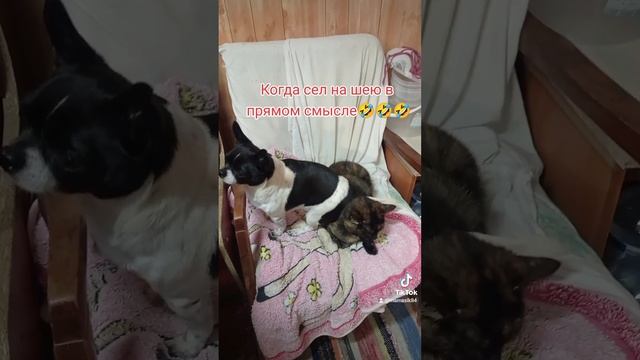 Любовь бывает разная #рек #рекомендации #приколы #животные #котики #собака #дружба #дача #топчик смотреть онлайн