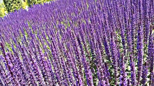 Как я провела день защиты детей - Что мне подарили на 1 июня смотреть онлайн