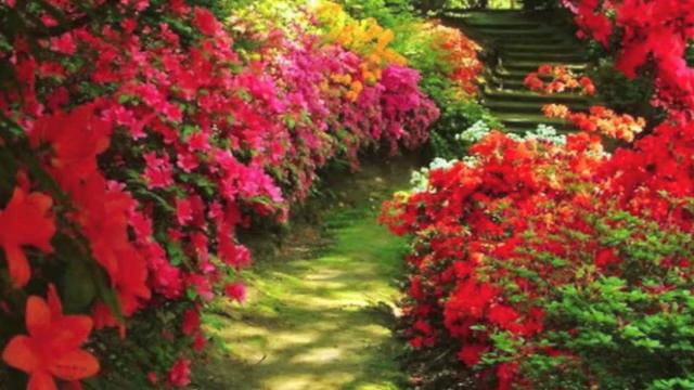 Сингарелла (кавер) смотреть онлайн