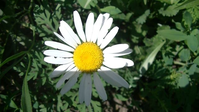 Ромашка Футаж 004 смотреть онлайн