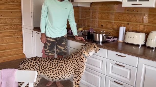 Гепард пробрался в дом. Герда и Месси поменялись домами #cheetah смотреть онлайн