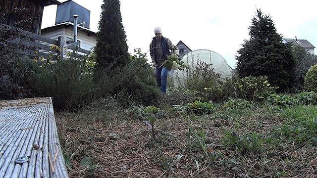 Первые заморозки Розмарин переехал в квартиру Тимофей разбушевался смотреть онлайн