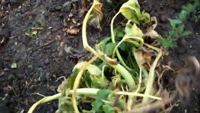 КАБАЧОК ЗАСОХ потому что что то перегрызло стебель у замли смотреть онлайн