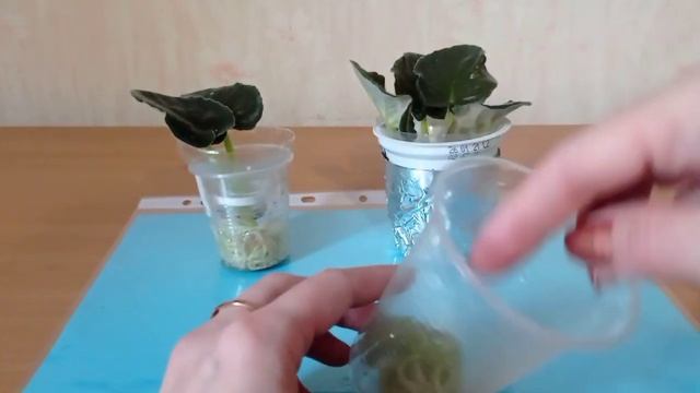 СУПЕР эффективное укоренение листиков фиалок!