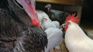 Как определить пол цесарок?