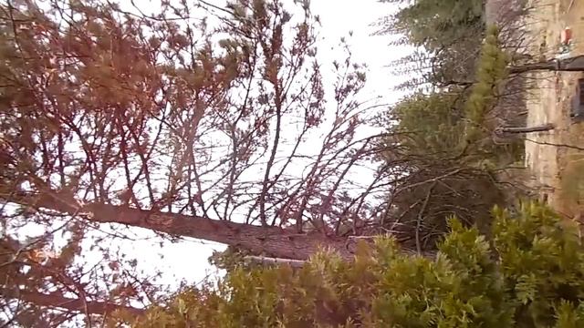 Me Cutting down a 150 foot pine tree in Arnold, CA смотреть онлайн
