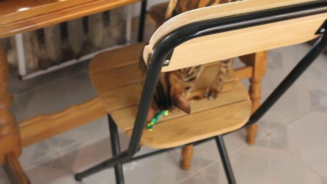 Бенгалка "ворует" конфеты смотреть онлайн