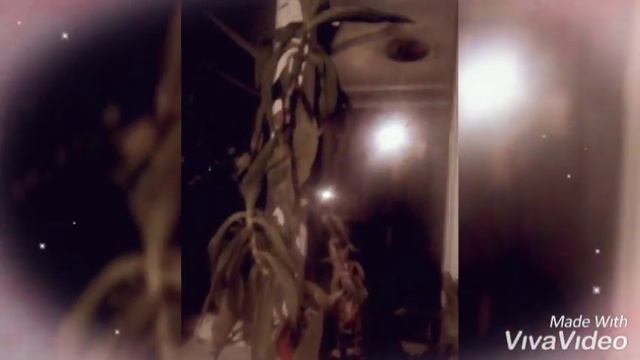 Лечебный золотой ус
Папан айылы смотреть онлайн