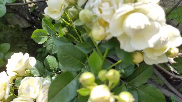 Любимая клумба из роз и красивая песня Елены Ваенга "Любимый" смотреть онлайн
