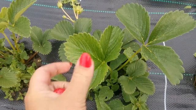 Земляника Румба. !!!!!!!! смотреть онлайн