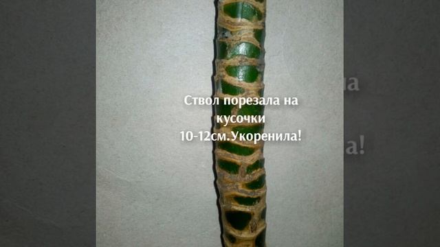 Драцена Компакта Размножение