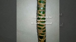 Драцена Компакта Размножение