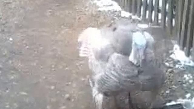 Танец "индюка" смотреть онлайн