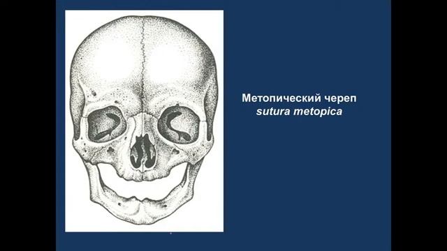Изменчивость черепа. Потоки Г, Е. 13.10.2022 - 14:15 смотреть онлайн