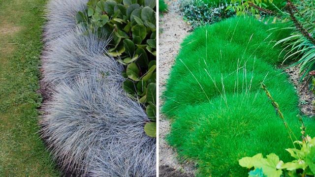 Самые красивые бордюрные цветы для украшения цветников и дорожек в саду смотреть онлайн