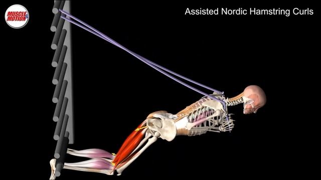 Master the Nordic Hamstring Curl for Stronger Hamstrings смотреть онлайн