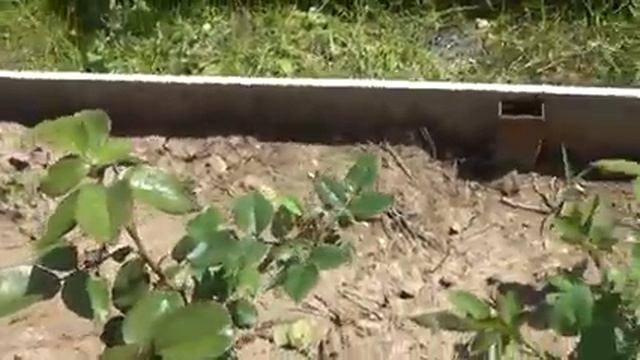 Мы вернулись?Что в саду через 3 недели в такую жару ?? Где были Том и Манечка ??.Съемка от 5 -7 июл смотреть онлайн