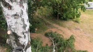 Арбористика‼️Удаление дерева в очень ветреную погоду?Arboristry‼️Tree removal in very windy weather