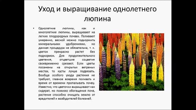 ЛЮПИН ОДНОЛЕТНИЙ смотреть онлайн