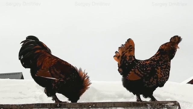 Новогоднее настроение, вальс, Павловские #куры, New Year mood, #Pavlovskie_chickens, #Rooster Sings смотреть онлайн