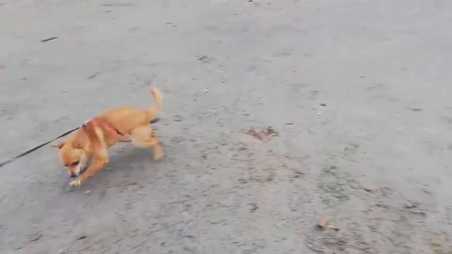 ПРОГУЛКА С ДЖЕССИ. РЫЖИЙ ТОЙ ТЕРЬЕР. СОБАКА ДРУЗЕЙ. смотреть онлайн