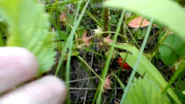 Time to pick berries or berry time! Wild Strawberry - Fraise des bois смотреть онлайн