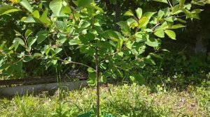 Дюк.Чудо вишня. Вятка. Весна 2021.