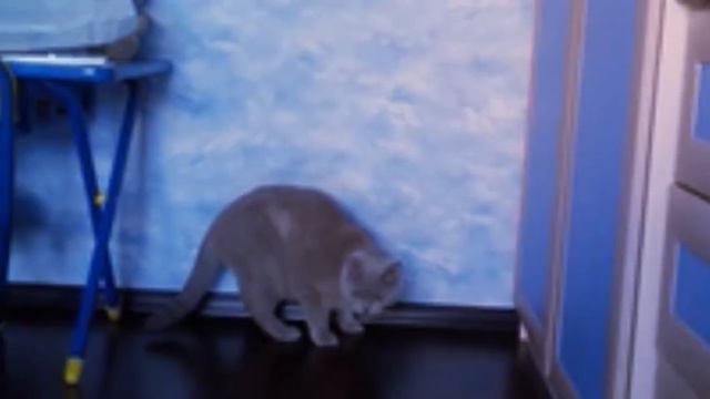 Фотографии моих домашних животных!😹😹 смотреть онлайн