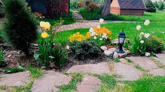 СОРТОВЫЕ ТЮЛЬПАНЫ в саду. КОНТЕЙНЕРНОЕ озеленение. САМЫЕ КРАСИВЫЕ тюльпаны смотреть онлайн