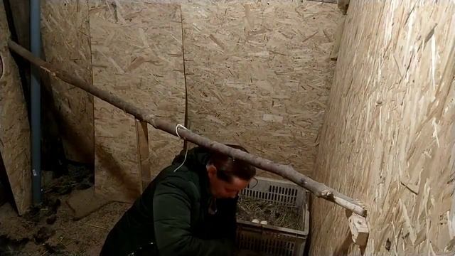 Весна прекрасна...//Индюшка села на гнездо