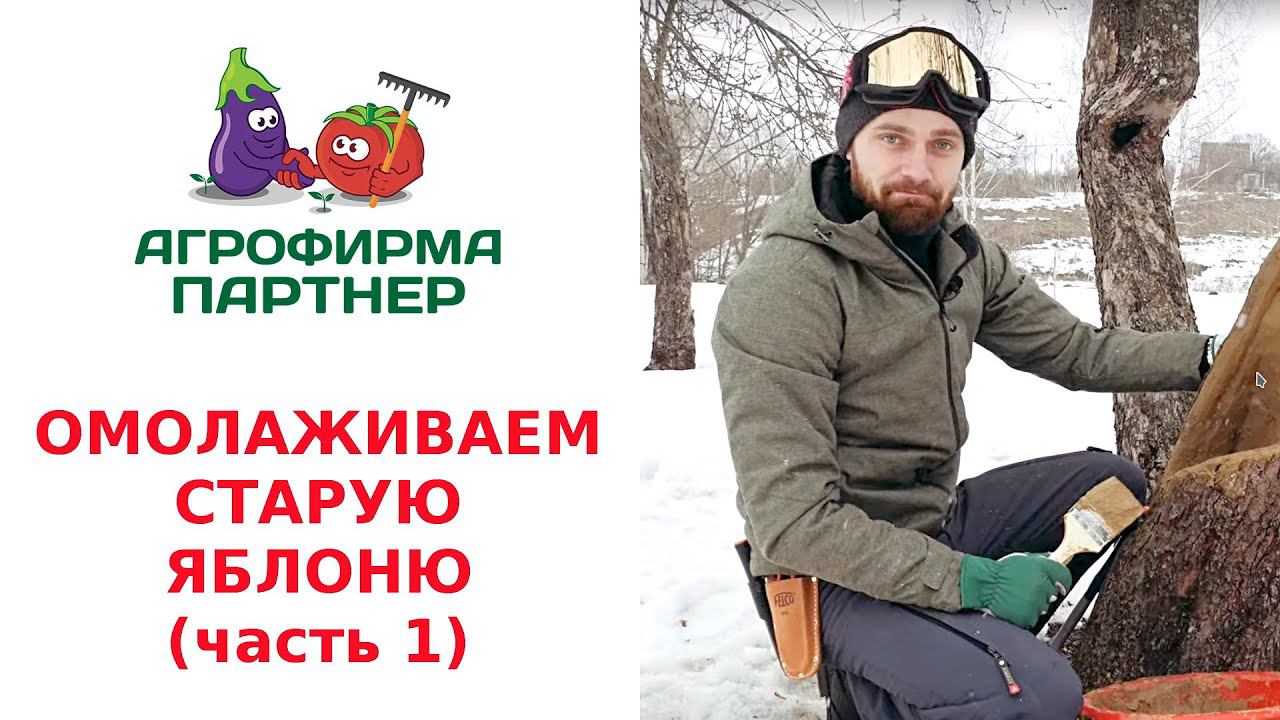 ОМОЛАЖИВАЕМ СТАРУЮ ЯБЛОНЮ. ВОЛШЕБНАЯ ЗАМАЗКА (часть 1) смотреть онлайн