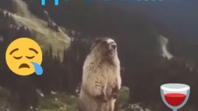 Тупой смотреть онлайн