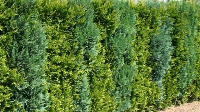 Живая изгородь из Туи! Ландшафтный дизайн. смотреть онлайн