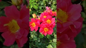 Плетистая роза Баяццо