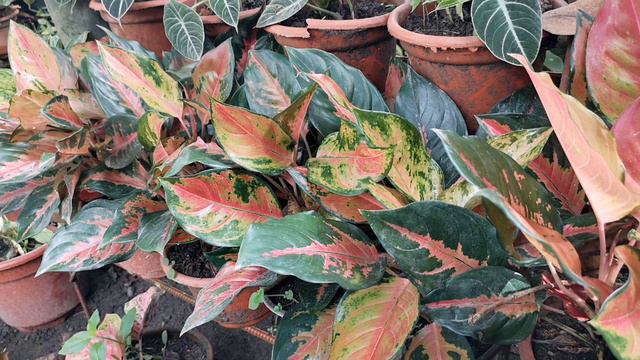RED COCHIN AGLAONEMA | AGLAONEMA VARIETY