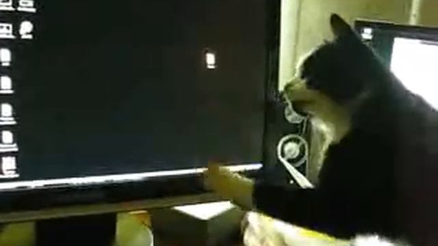 Cat wants to eat AIMP смотреть онлайн