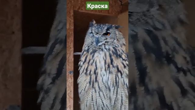 Кровь из пальца #ФилиппФилиппыч #nature #owl #animals #природа #филин #сова #животные #glebe #глебе смотреть онлайн