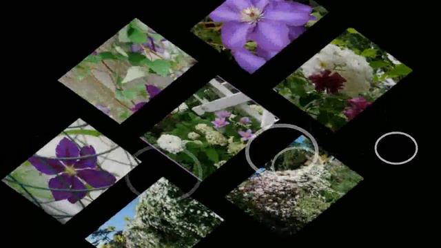 Clematis Cuarta Parte Para Aulaagroforestal